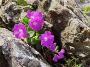 67 Primula hirsuta (Primula irsuta) alla Bocchetta Triomen